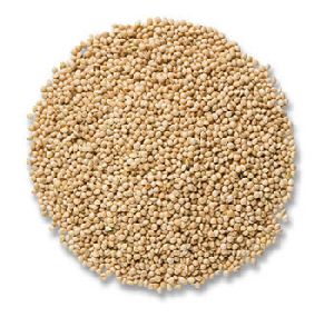 Organic Millet Seeds
