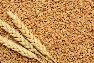 Indian Wheat