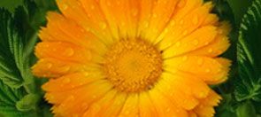 CALENDULA FLAKES