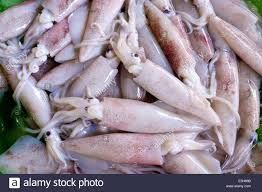 squid fishes