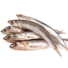 anchovies fish