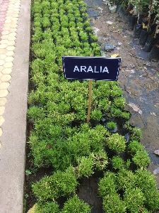 Aralia Plant