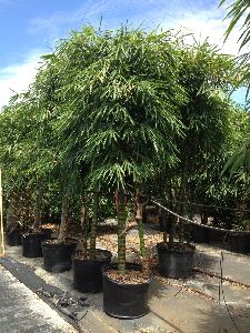 Bambusa ventricosa Plant