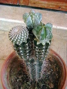 Cactus Astrophytum plant