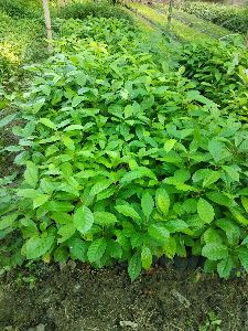 Coffee Arabica Plant