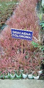 Dracaena Coloroma Plant