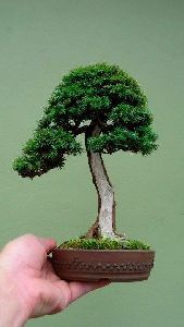 English Yew Bonsai Tree