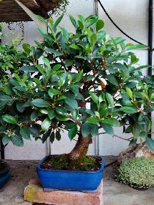 Ficus Retusa Plant