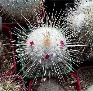 Mammilaria Geminispina Cactus Plant