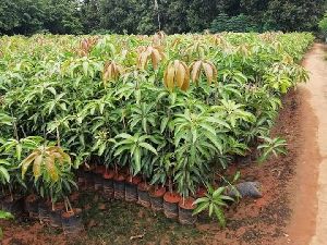 Mango Lengra Plant