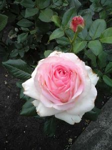 White Rose Crimson Plant