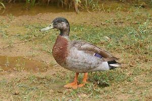 Ordinary Duck