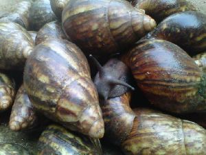 Dried and frozen African Giant Snails/Escargots
