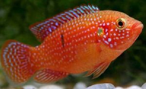 Jewel Fish