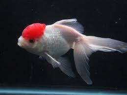 Red Cap Fish