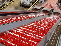 Ketchup Processing Plant