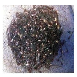 Pabda Fish Seeds