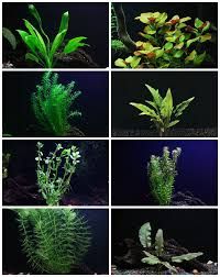 aquarium live plants