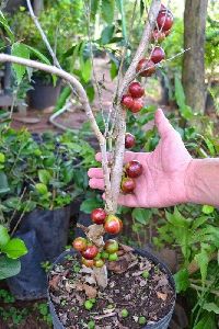 Barbados Cherry Grafted Plant