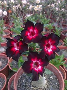 Black White and Pink Desert Rose Plant