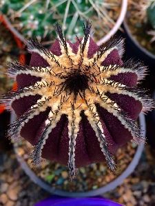 Notocactus Roseoluteus Cactus Plant