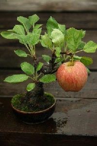 Velvet Apple Plant