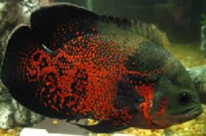 Copper Red Oscar aquarium fish