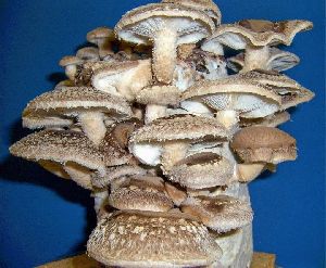 Fresh Shiitake Mushroom