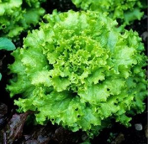 lettuce grand rapid