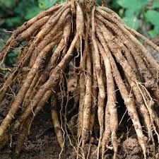 Brown Shatavari Roots