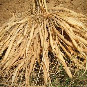 Natural Shatavari Roots