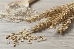Dried Wheat Seeds