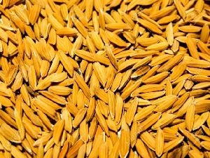 dry Paddy grain