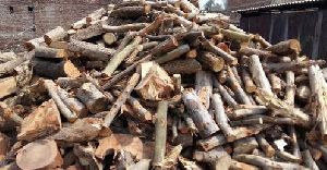 Safeda Firewood