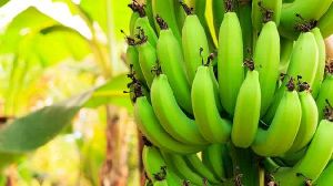 Natural Raw Banana