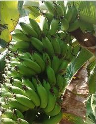 Organic Raw Banana