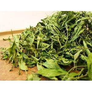 Organic stevia dry leaf