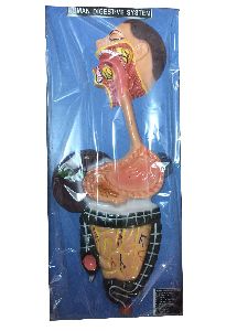 Dr.Onic Human Digestive System