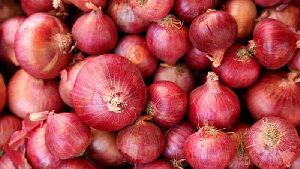nashik red onion