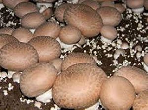 Brown Button Mushroom Spawn