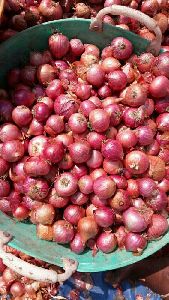 Onion, Packaging Size : 25kg