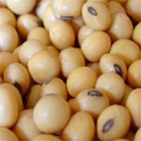 Soyabeans Seeds
