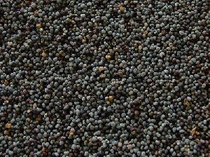 Indian Shatavari Herbal Seeds