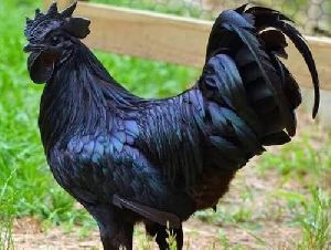 Kadaknath Black Chicken