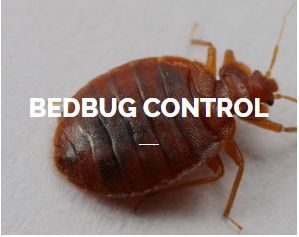 Bedbug Control Service