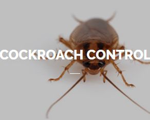 Cockroach Control Service