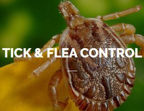 Tick & Flea Control Service