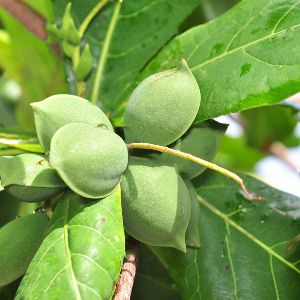 Badam Indian Almond Plant
