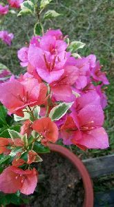 Bougainvillea Variegated Pink and White Flower Plant