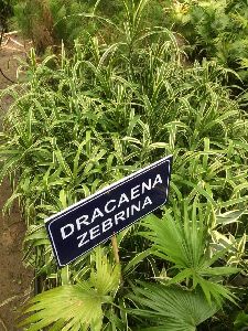 Dracaena Zebrina Plant